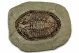 Colorful Asaphid Trilobite With Antennae - Fezouata Formation #356963-1